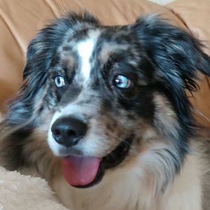 Meet your Posher, Shelly